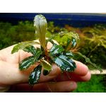 Bucephalandra sp. "Green" Lamandau